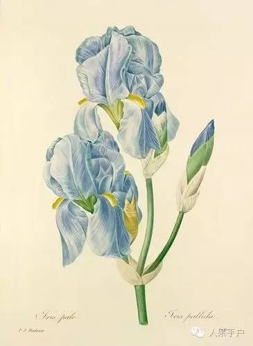 新年赏国花,世界各地最美的国花