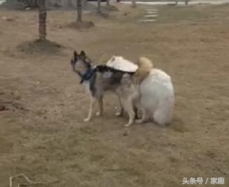二哈和萨摩耶打闹，萨摩忽然耍流氓，过后二哈却这表现，让人哭笑