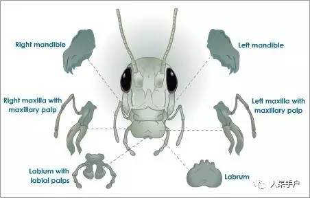 看昆虫各式“大嘴”如何吞天吞地~