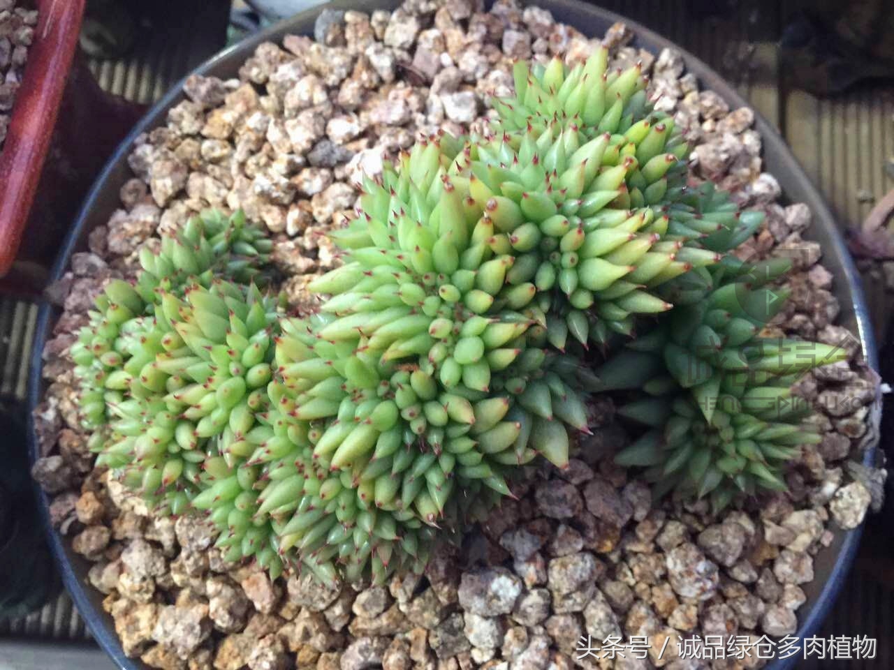 韩国正品直邮到手,韩国直邮多肉开箱