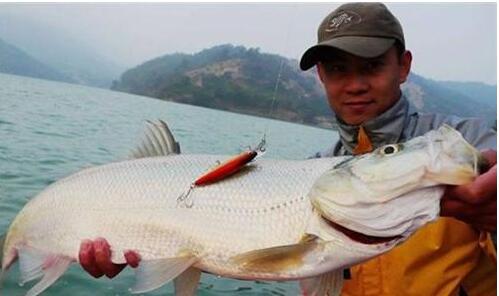 即使结冰也能养的鱼,冬天最难钓的常见淡水鱼