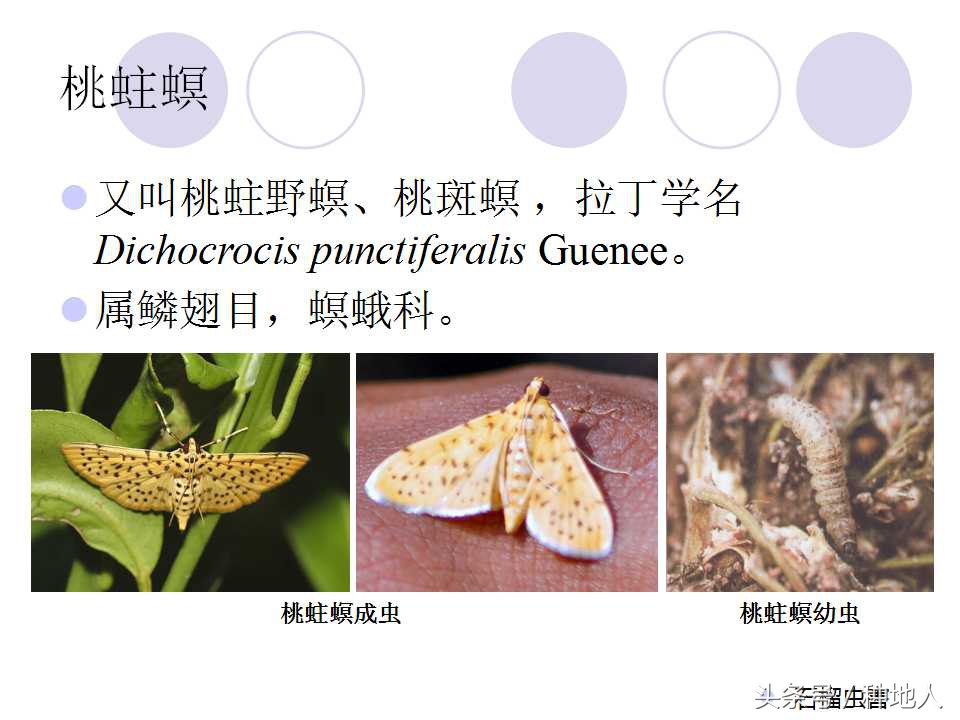 石榴虫害,石榴虫害图解大全