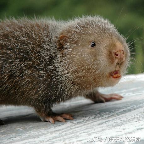 2023年十大赚钱的养殖项目,最新养殖的赚钱项目