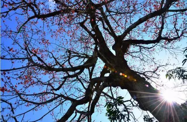 闃冲厜娴翠竴鏃ユ父鏀荤暐,闃冲厜娴翠竴鏃ユ父