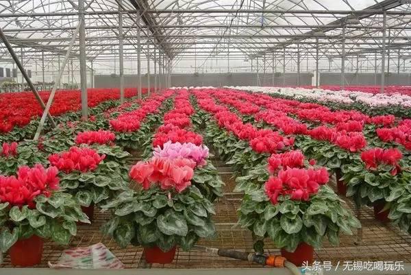 批发年货哪个网站批发划算,十大必备年货批发