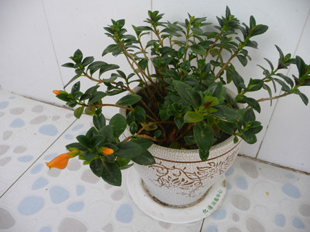 金鱼吊兰小苗养多久会开花,金鱼吊兰怎么养才能更旺盛