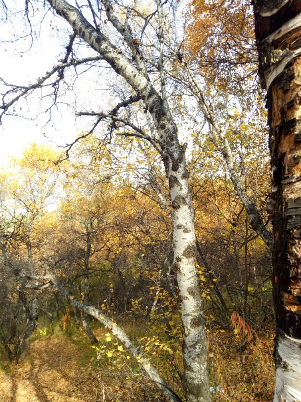 张北的草原天路之旅,张北天路攻略