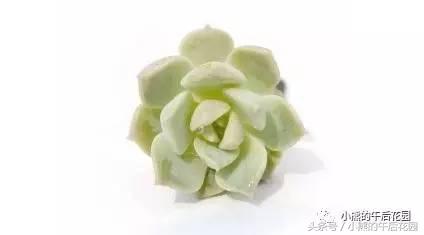 一九九六年历史大事,17年多肉市场变化趋势