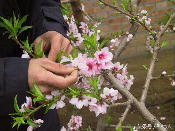 一年生小桃树修剪,桃树怎么修剪树枝