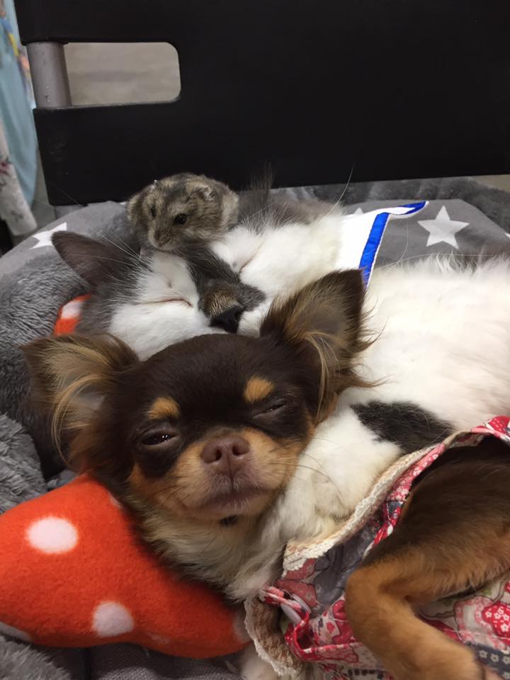 小仓鼠可以和狗猫兔子一起生活吗,可爱的小仓鼠和猫能成好朋友吗