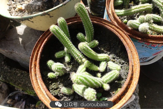 新手种植多肉植物教程,爱生活爱养花花卉绿植养护小知识