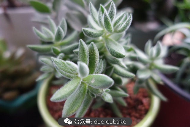 新手种植多肉植物教程,爱生活爱养花花卉绿植养护小知识