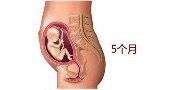 孕10周胎儿发育正常流褐色分泌物,第10周胎儿发育图片