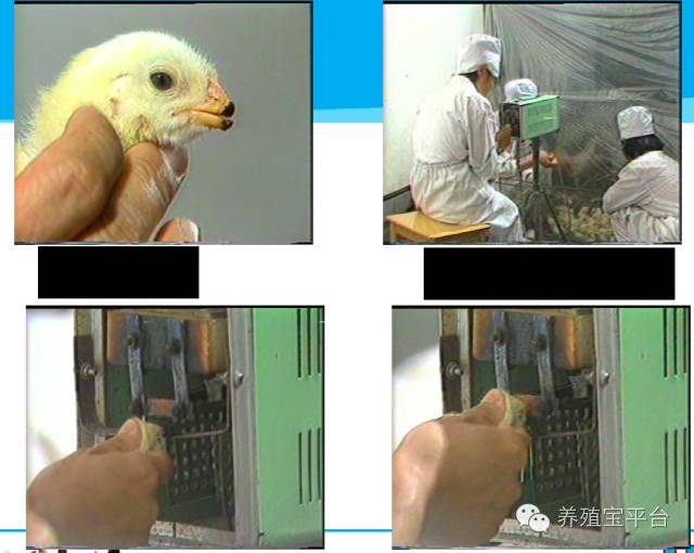 爱佳集团杨经理,杨文斌的养殖场