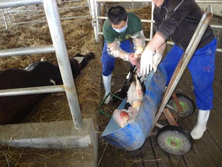 用心的犊牛管理者CRI国际兽医学博士——大卫L·布朗