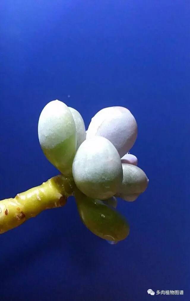 桃美人奶酪老桩多肉,桃美人可以养成绿色的吗