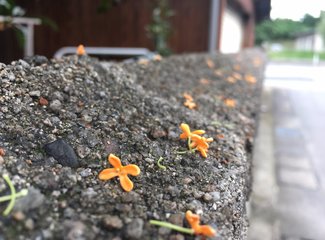 盛世公主号邮轮五日行程安排,千禧号豪华游轮图片