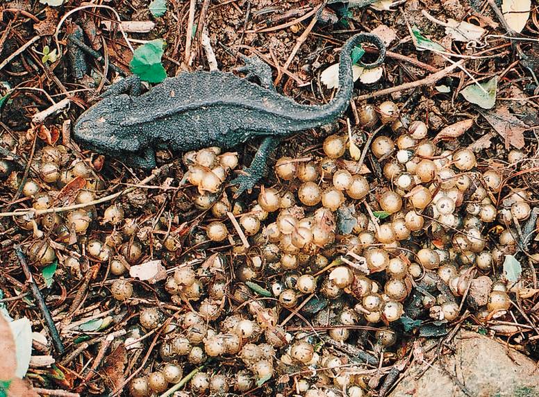 中国8种濒危物种是什么,中国极度濒危的十大物种名单