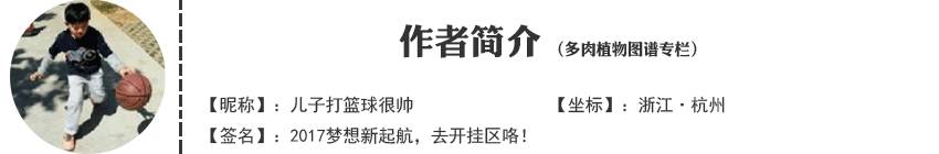 桃美人奶酪老桩多肉,桃美人可以养成绿色的吗