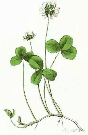 新年赏国花,世界各地最美的国花