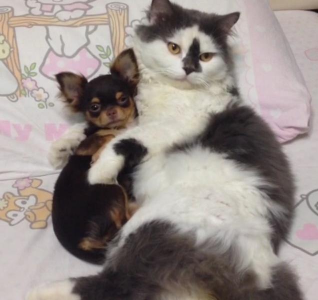 小仓鼠可以和狗猫兔子一起生活吗,可爱的小仓鼠和猫能成好朋友吗