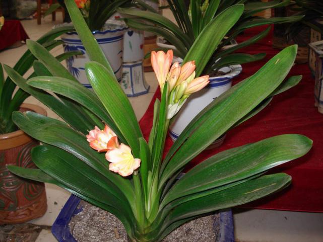 君子兰根烂了新换的土怎样浇水,君子兰烂心处理完可以浇水吗