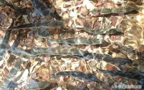 东川红土地距离元谋土林有多远,元谋土林东川红土地