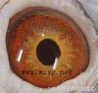 鸽子眼怎么区分明和暗,鸽子眼基本结构讲解