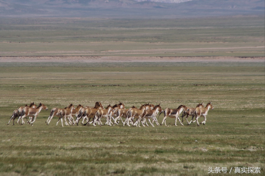 荒野求生秘籍完整版,荒野自救教程
