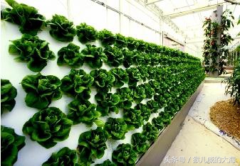 奇!树木会爬墙—智慧农业带你玩转雾培植物墙