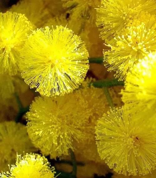 涓浗鍥借姳澶ц祻鍥剧墖,鍥借姳澶ц祻浜氭床鍥剧墖