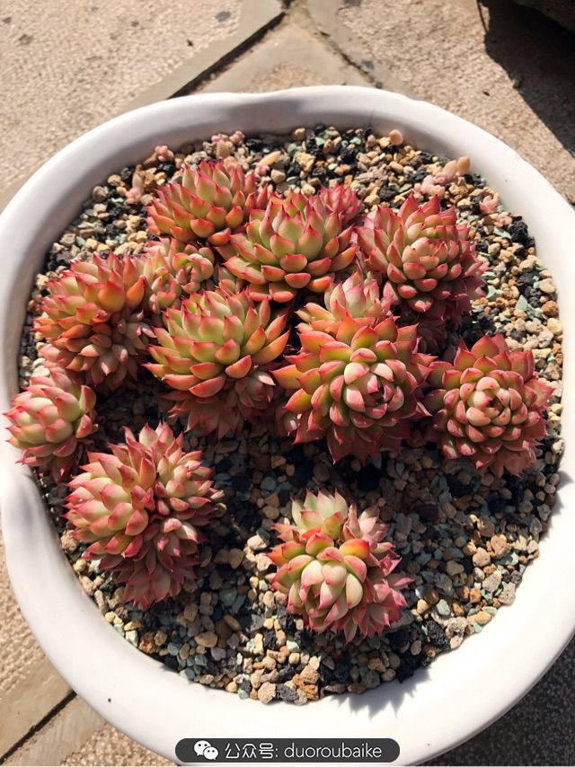 大姬星美人多肉,姬星美人怎么样爆盆