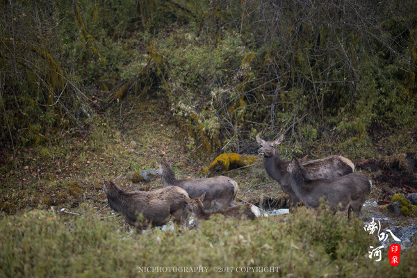 「成都躲霾攻略」喇叭河的圣诞奇缘