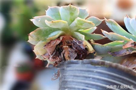 多肉白牡丹的养护方法视频,多肉白牡丹的养殖方法和注意事项