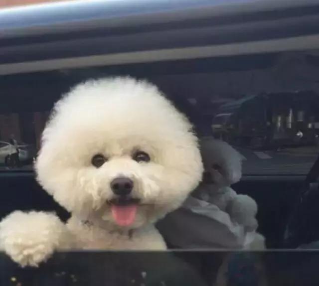 比熊犬呕吐拉血是什么原因,比熊犬吐未消化的狗粮还拉稀