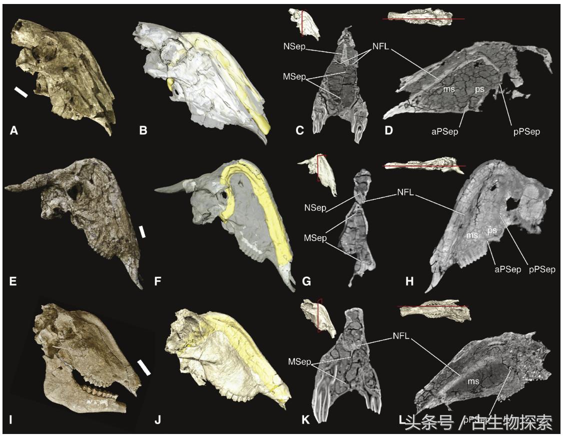 2021年神兽大全,1-8世代神兽盘点