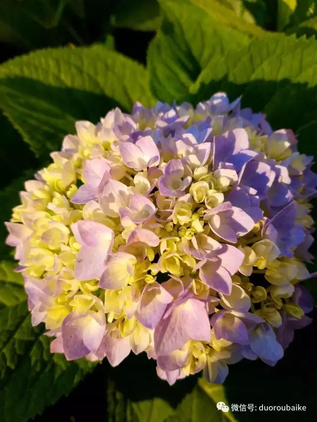 养多肉人发的朋友圈,养肉者们分享的多肉视频