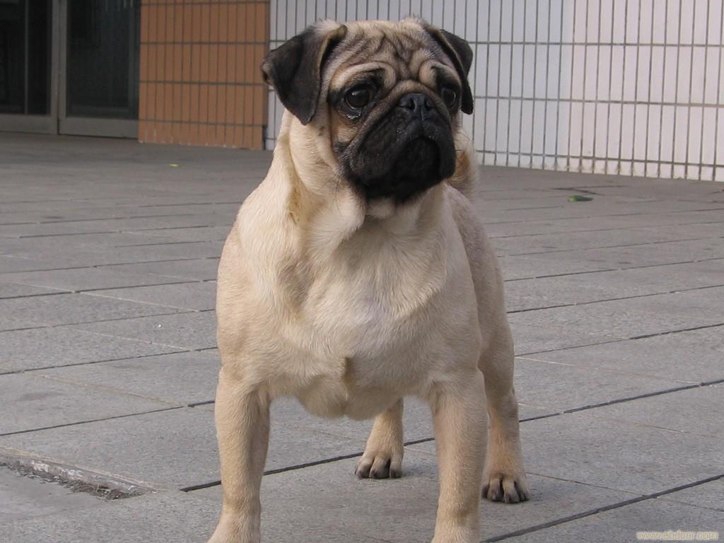 一个月的小巴哥犬,巴哥犬训练教程