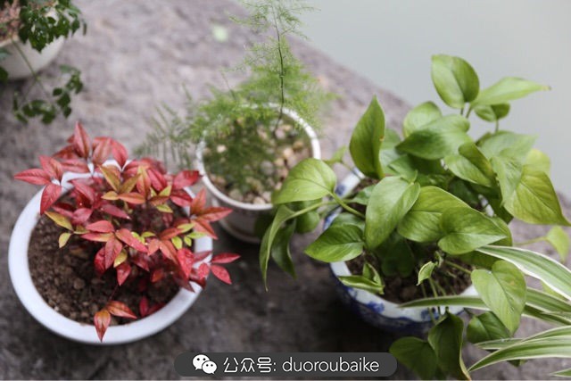 古镇寻肉记:那些旅行中遇见的植物!