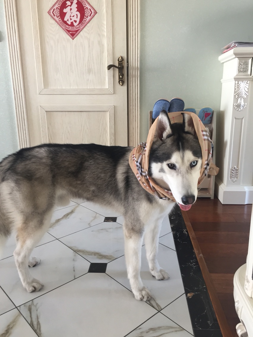 养哈士奇一个月需要多少钱,新手养哈士奇一个月花销多少