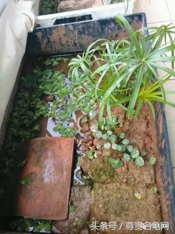 懒人养龟有诀窍，泥水生态养殖就是那么简单！