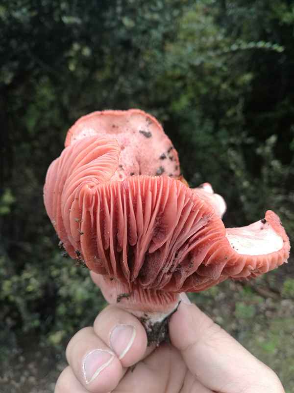 滇藏219线骑摩托进藏最全攻略,2021滇藏进藏自驾游