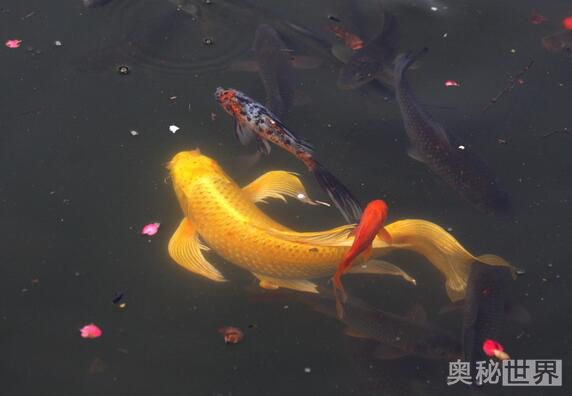 24k黄金达摩野生和人工的区别,24k黄金达摩真的有黄金吗