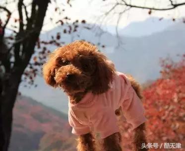 怎样知道家里的狗狗是串串 (怎么知道我家狗是什么串串)