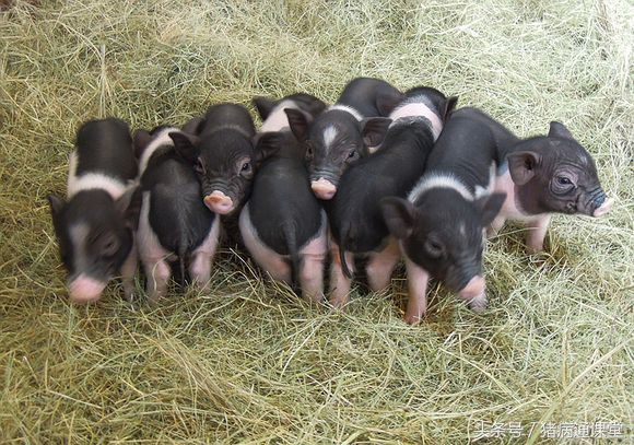 母猪配种后流乳白色的豆腐渣是怎么回事呢?