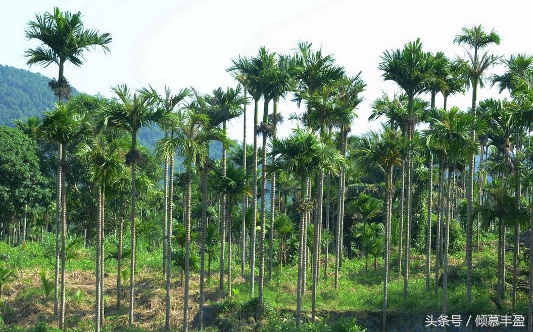 槟榔的危害太可怕,槟榔的危害有多恐怖