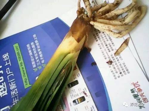 别人家的君子兰,君子兰没长出来就开花了怎么回事