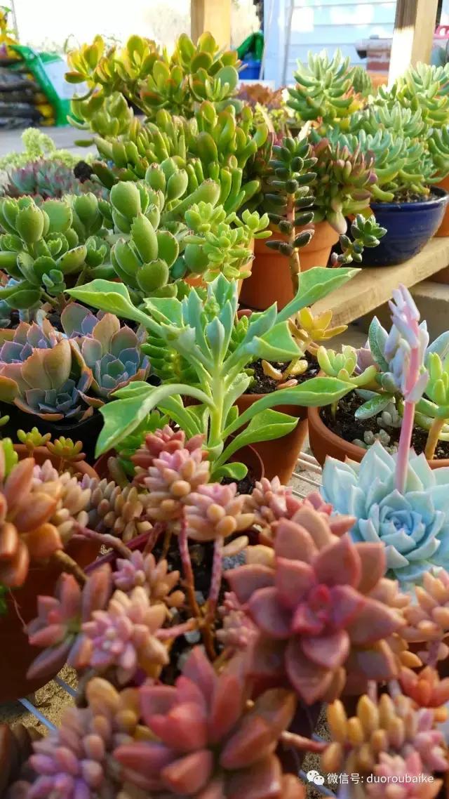 养多肉人发的朋友圈,养肉者们分享的多肉视频