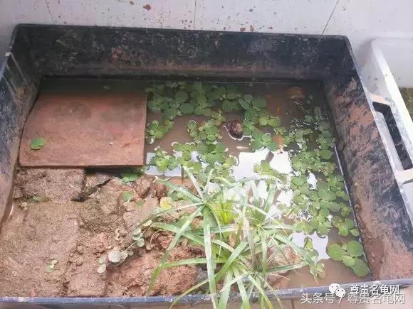 懒人养龟有诀窍，泥水生态养殖就是那么简单！