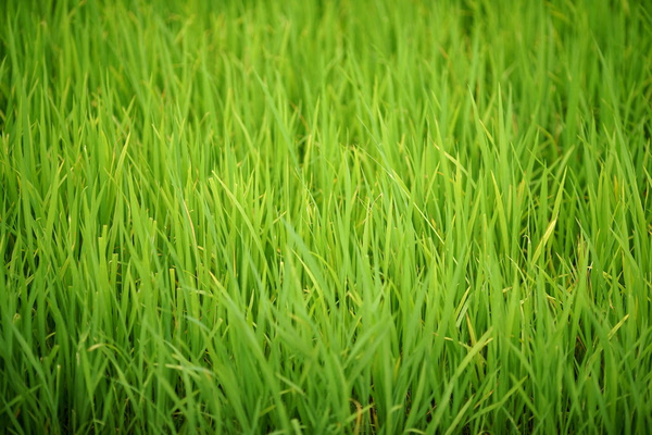 越南芽庄最美的有几个岛,越南芽庄最美的海滩